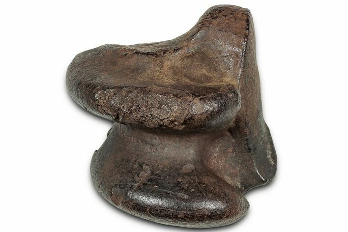 Pleistocene Fossil Horse (Equus) Astragalus - Florida #325966